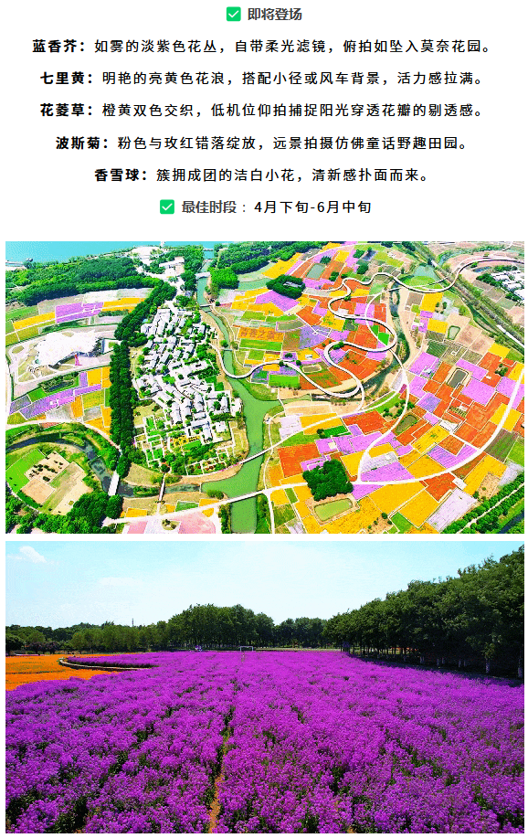 三台山荣登央视报道！万树繁花引客来，数据见证经济向好(图3)